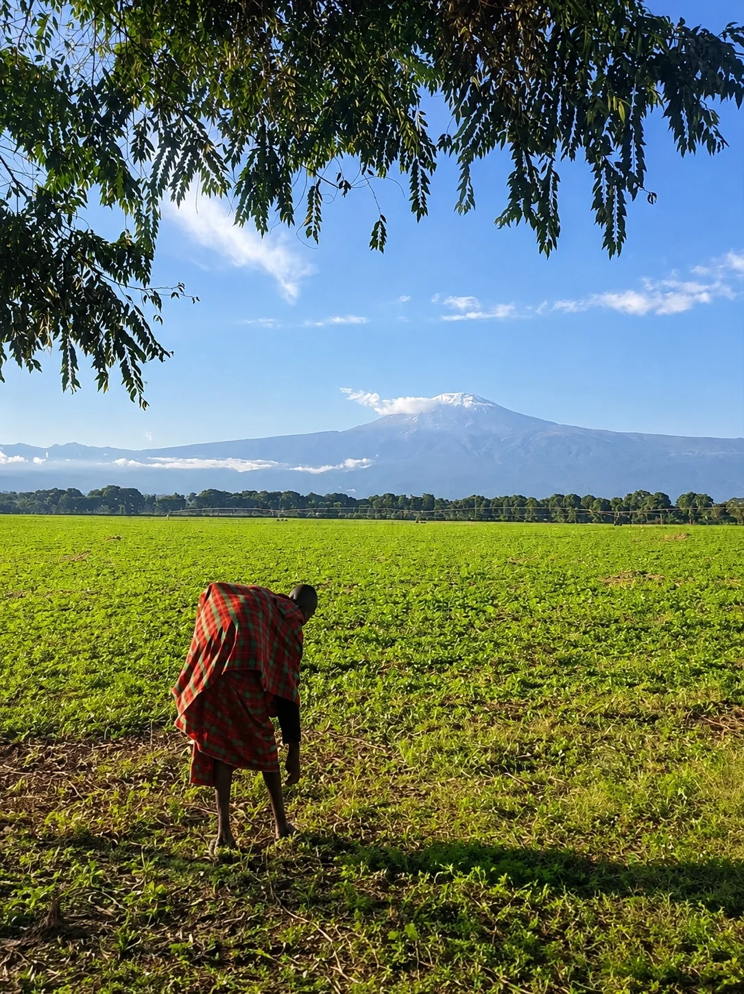 A Maasai person bending down in green fields with Mount Kilimanjaro in the background