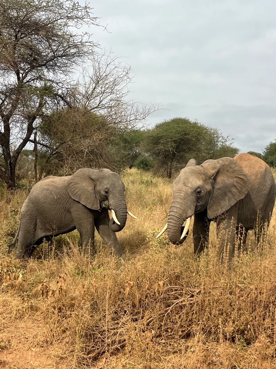 Elephants in the Tanzanian bush