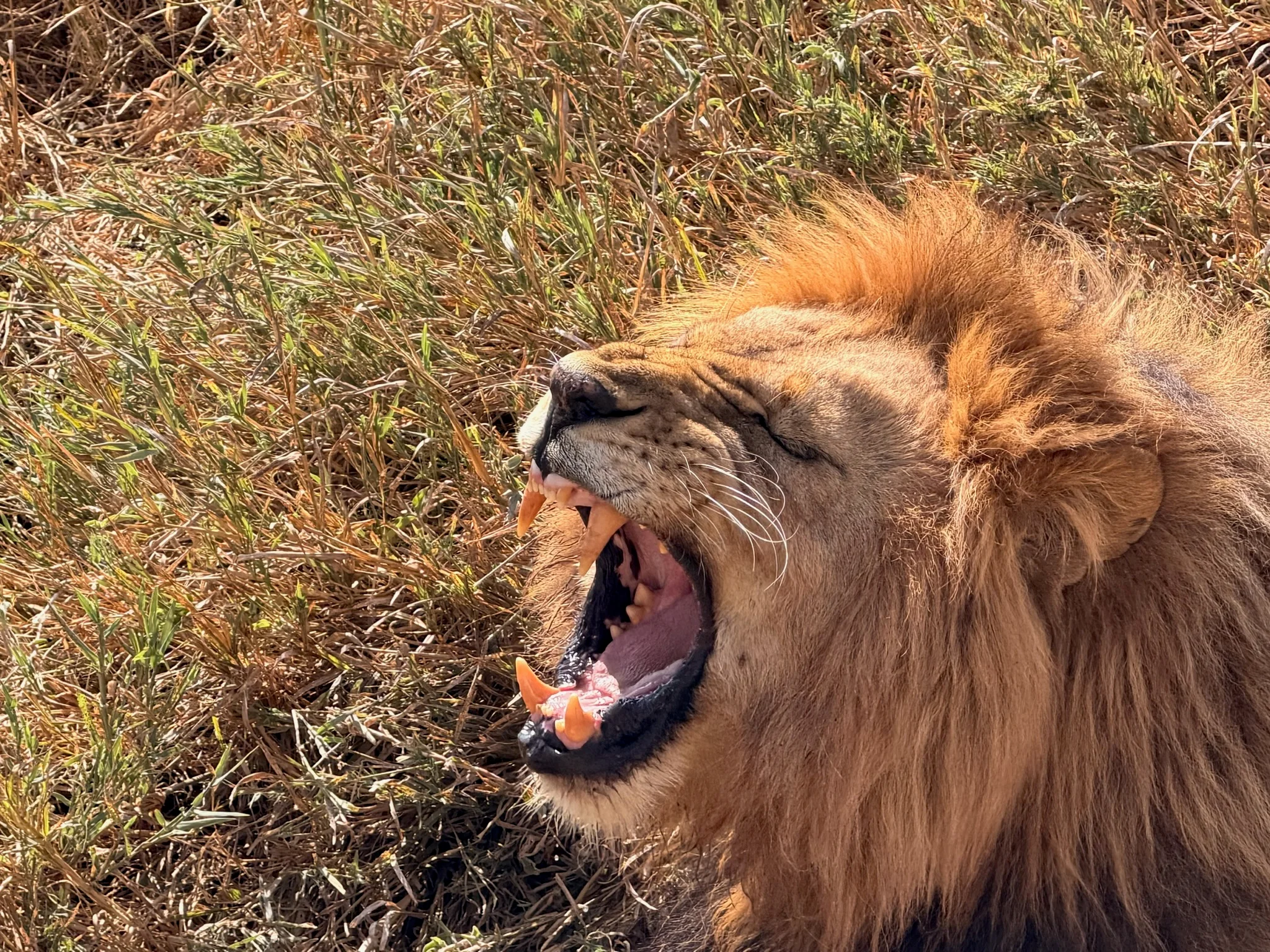 Close-up of a male lion roaring in the Tanzanian grass