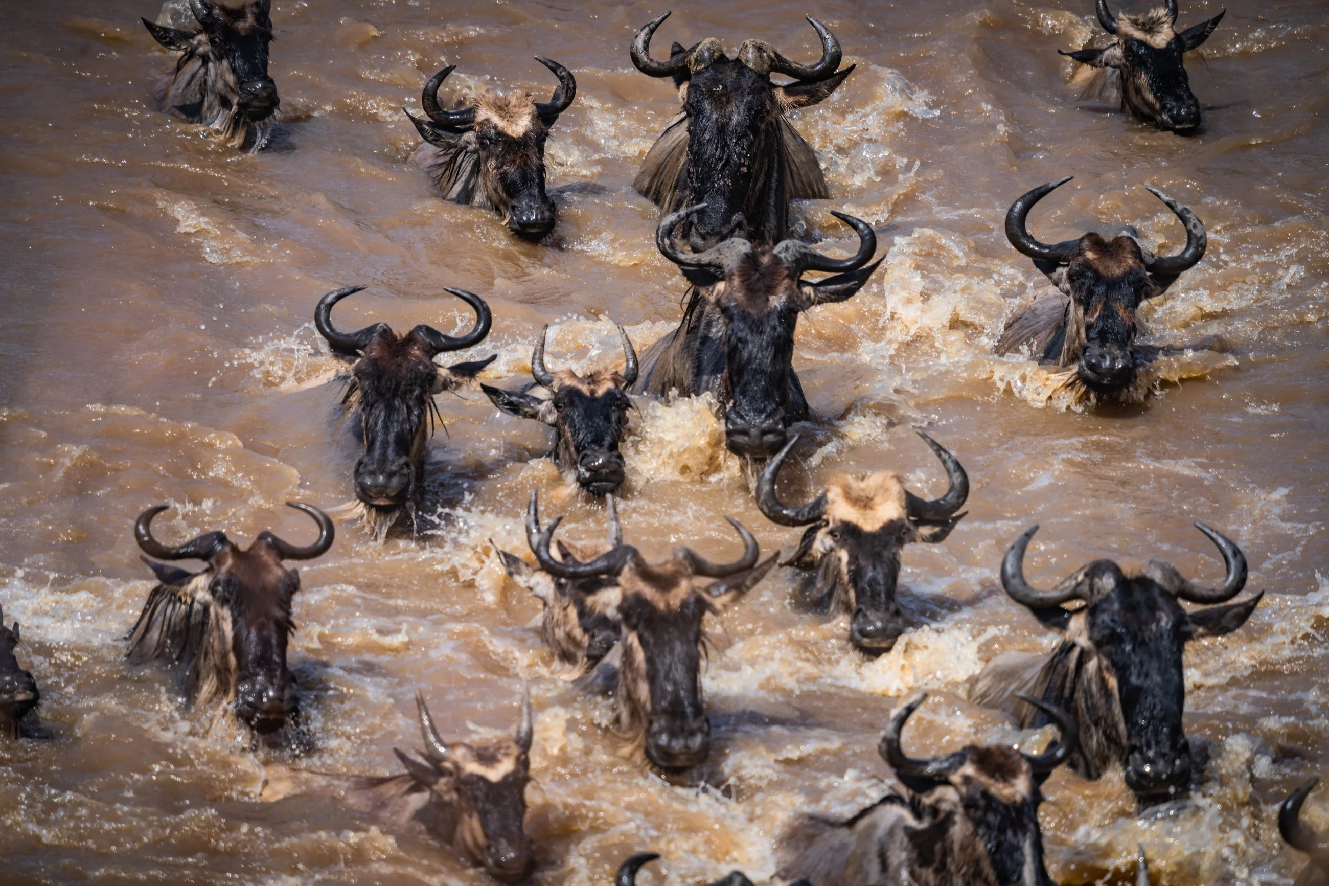 Wildebeest surging together through the Mara River