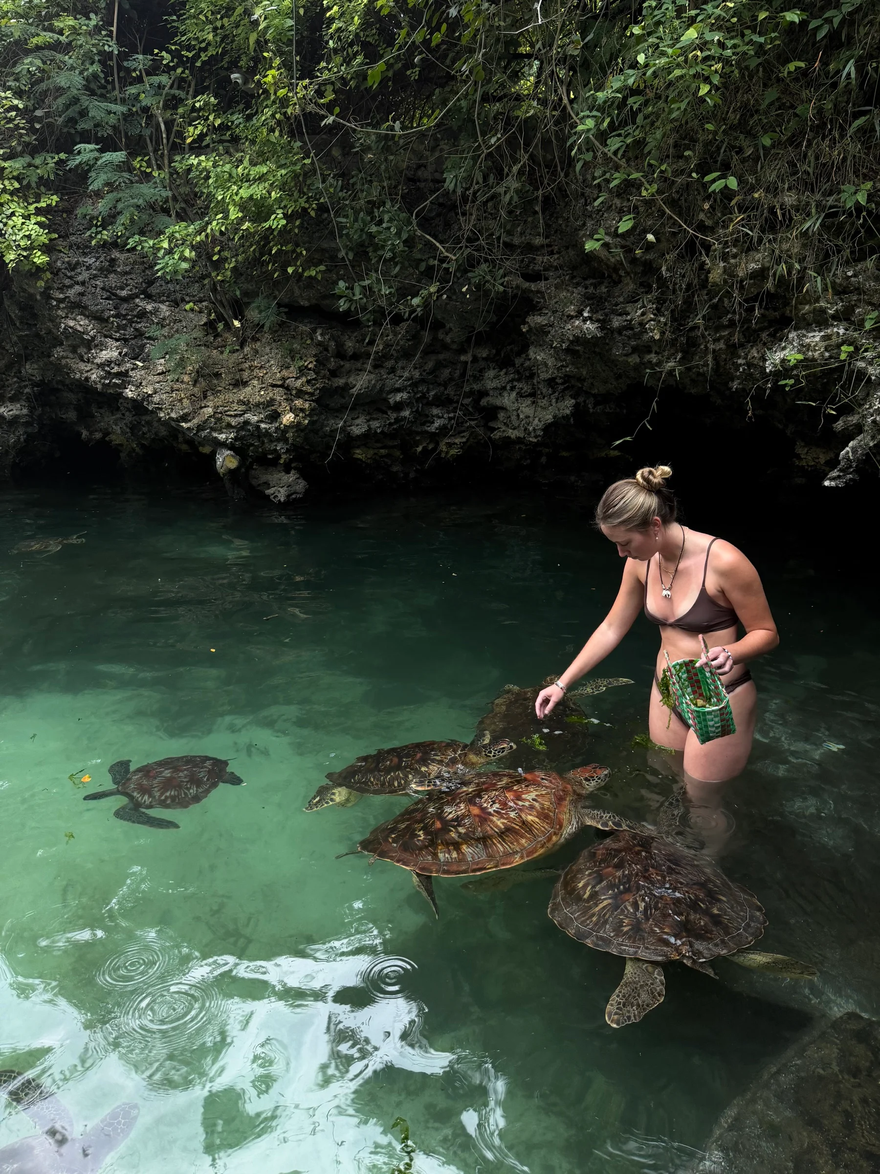 A traveler meeting sea turtles in a clear coastal rock pool