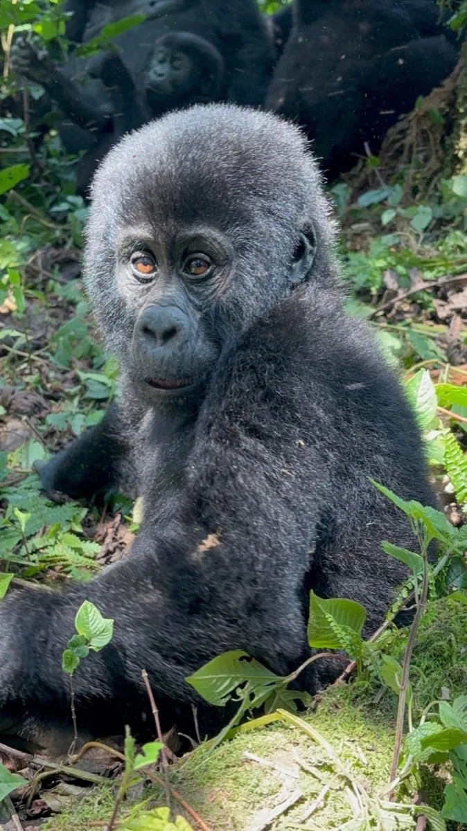 A young mountain gorilla in Uganda