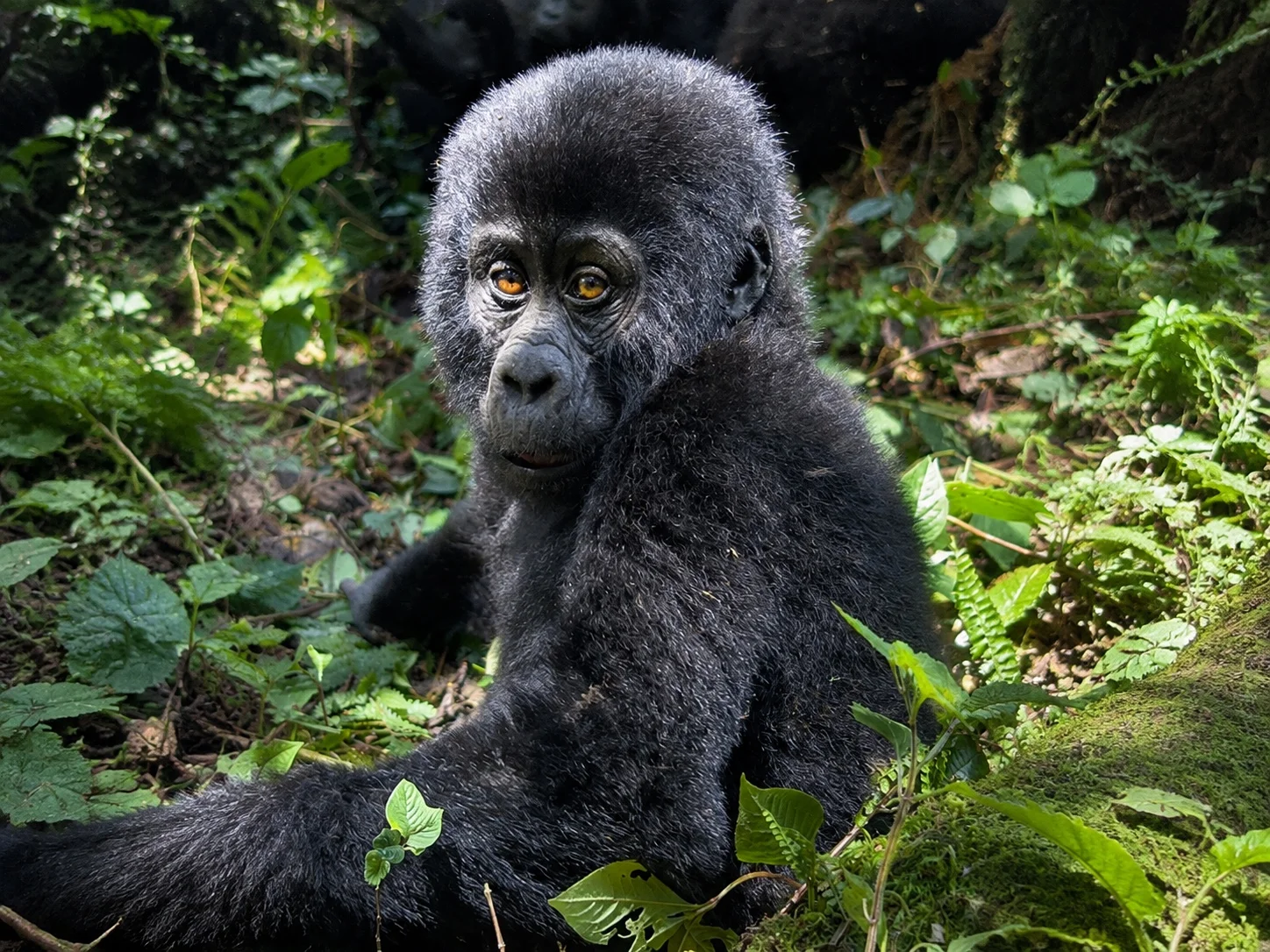 A young mountain gorilla sitting among green forest foliage in Uganda
