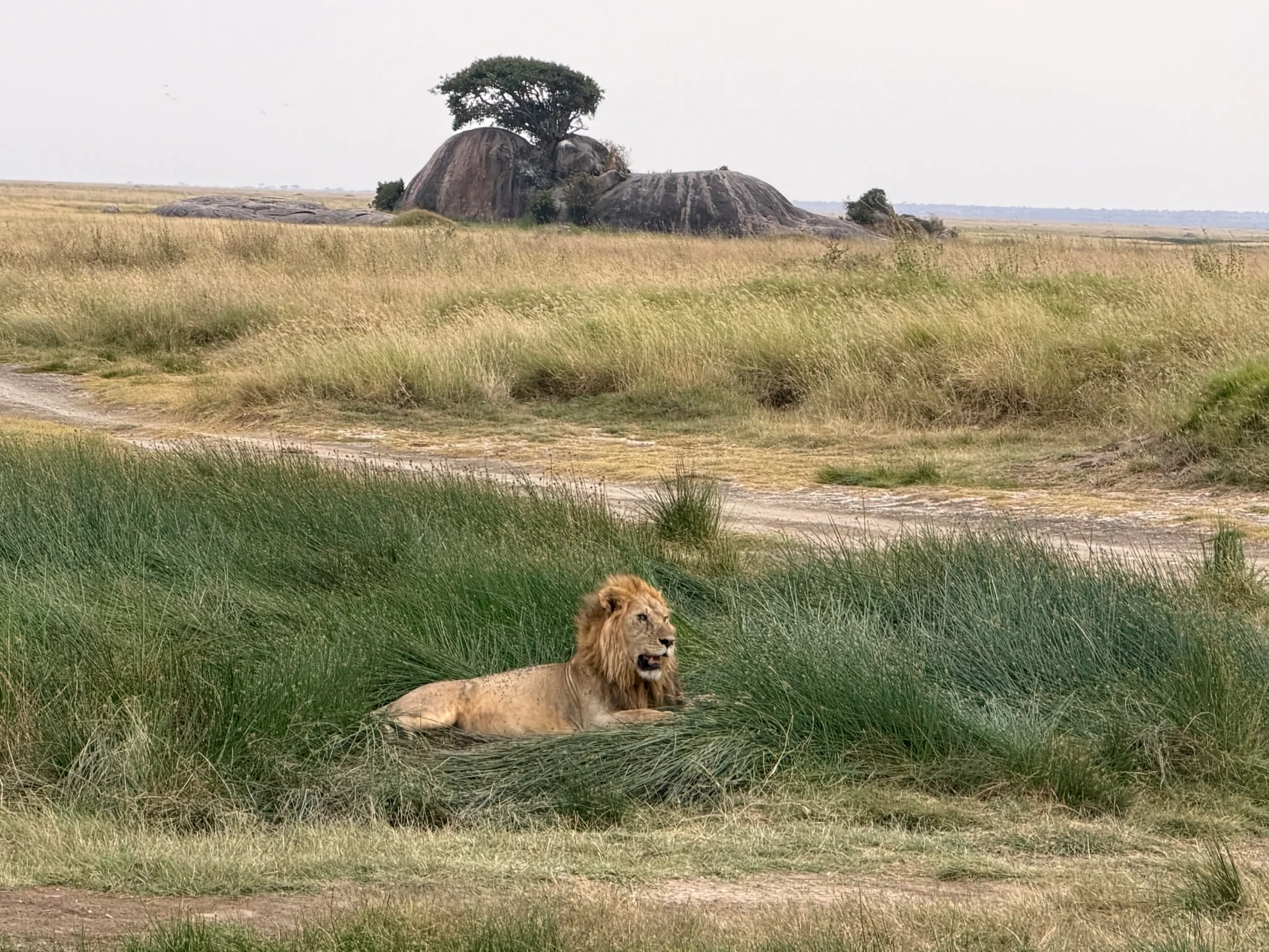 A male lion resting in green grasses beneath a rocky Serengeti kopje