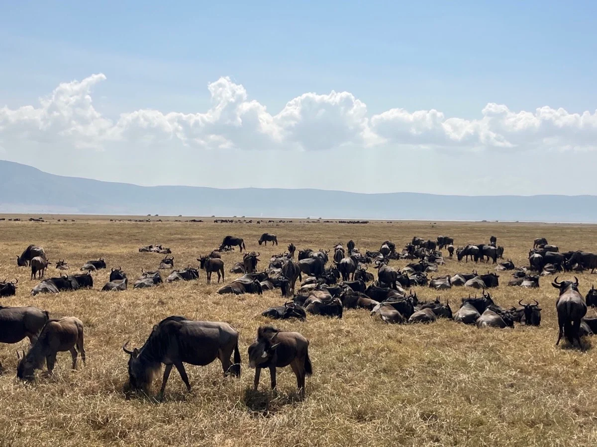 A large wildebeest herd spread across an open Tanzanian plain beneath a distant ridge