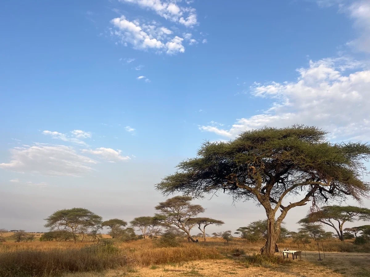 Acacia-dotted Tanzanian savanna