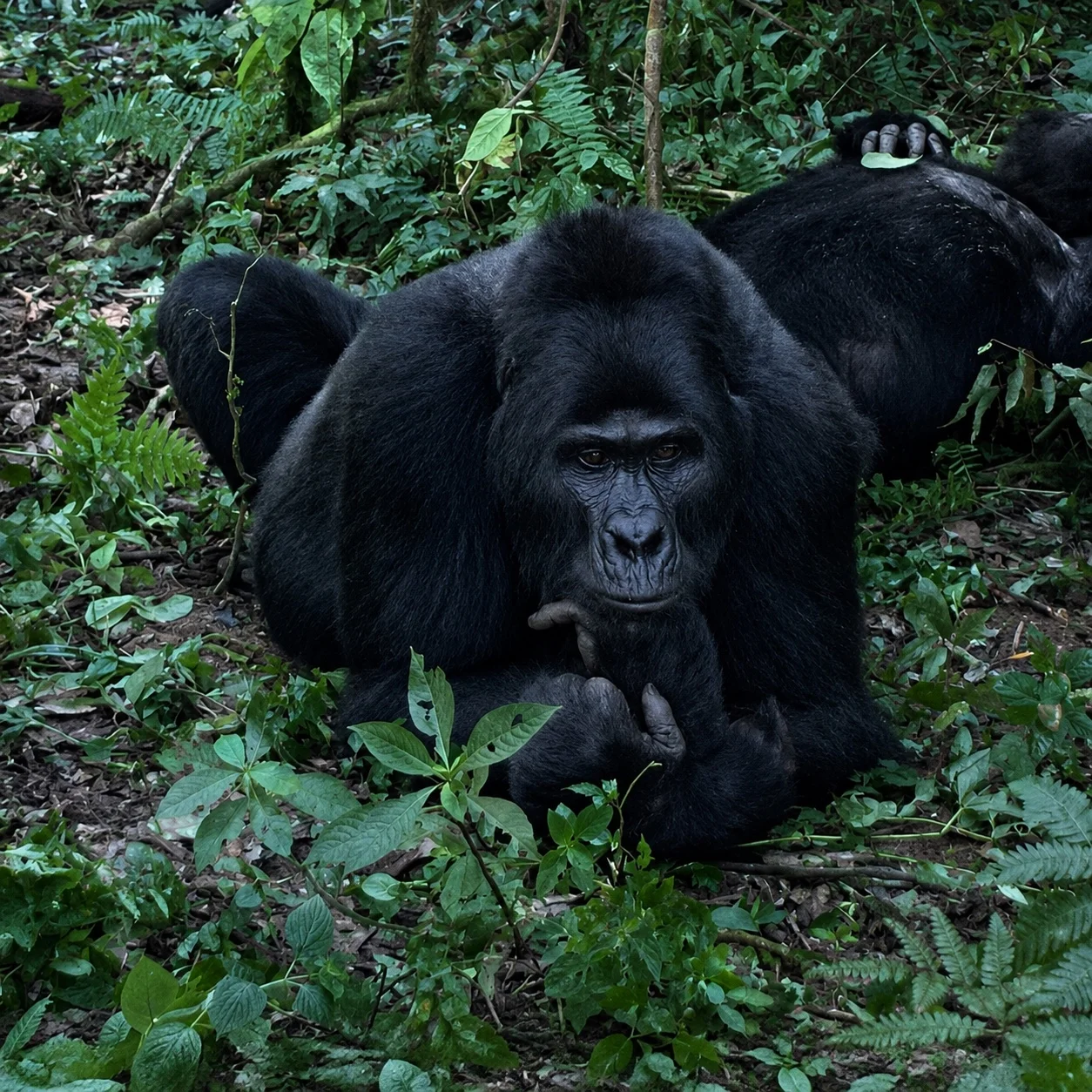 A silverback mountain gorilla resting with its family in the Ugandan forest